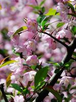 Late Spring