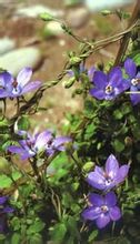 Μίλησε Codonopsis στέμμα
