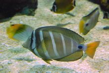 Υψηλή surgeonfish fin