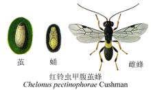 Ροζ bollworm μια κοιλιά Braconidae