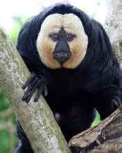 Whiteface πρόσωπο μαϊμού μοναχός